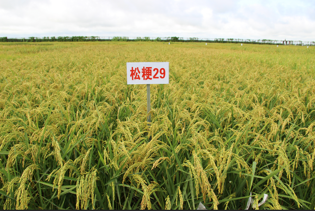 1577949117612144.png 1552381550.png