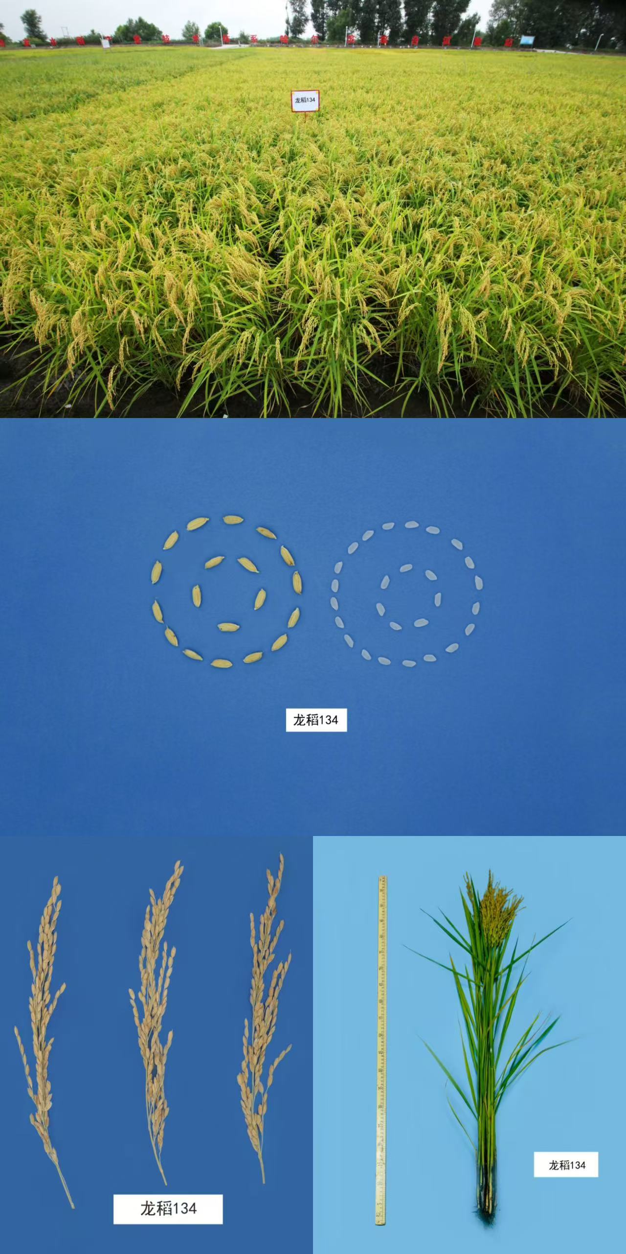 1747632843864822.jpg 龙稻134.jpg