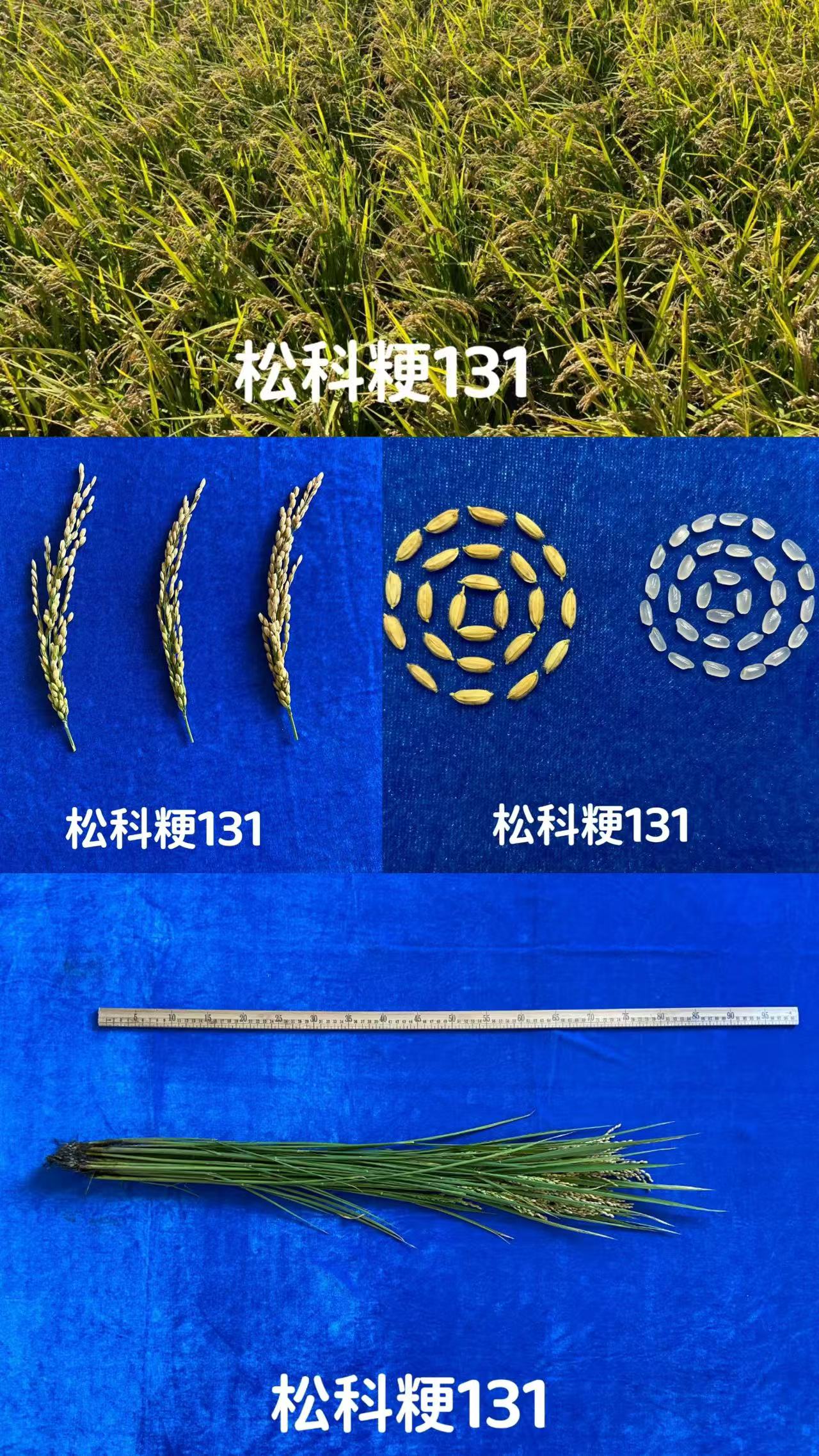松科粳131.jpg