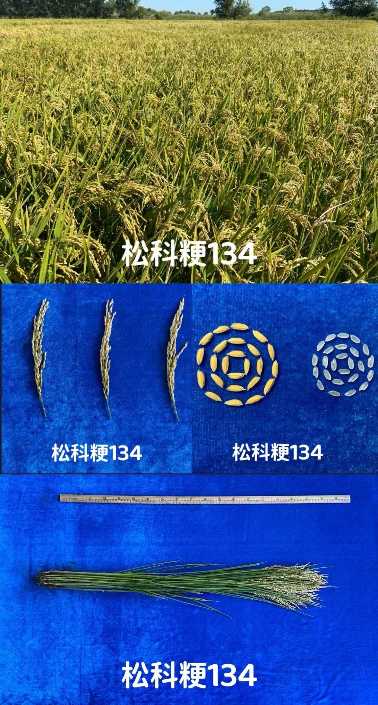 松科粳134.jpg