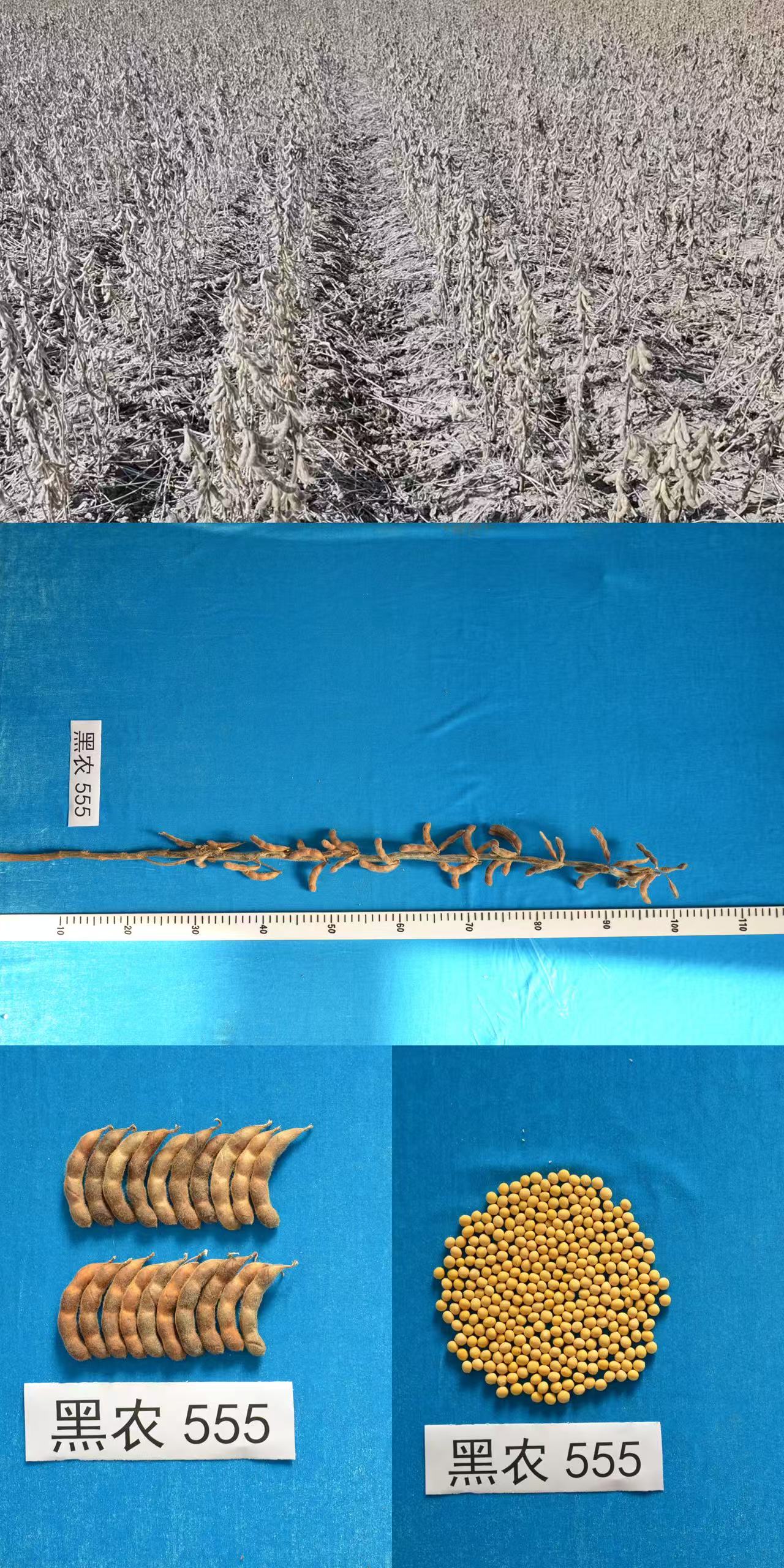 黑农555.jpg