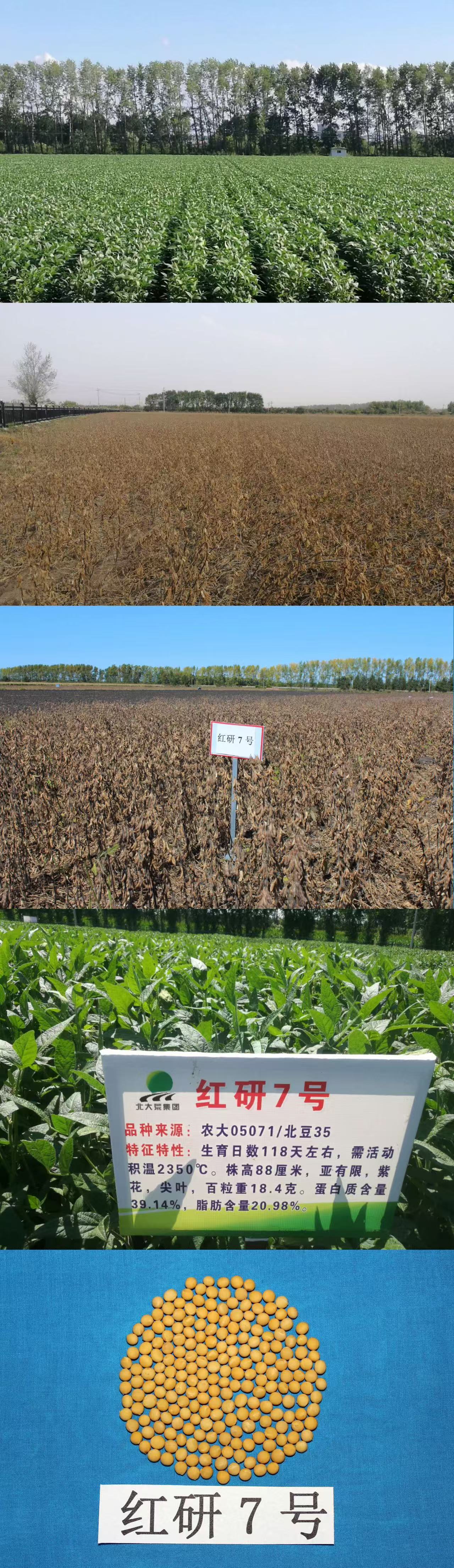 红研7号.jpg