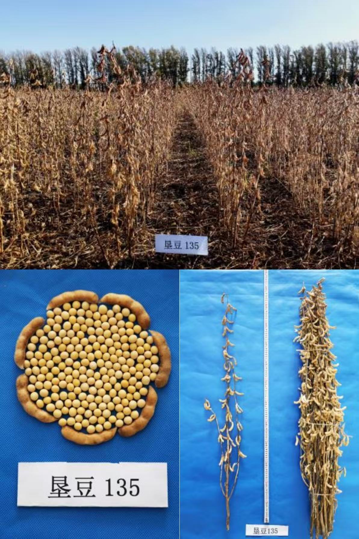 垦豆135.jpg