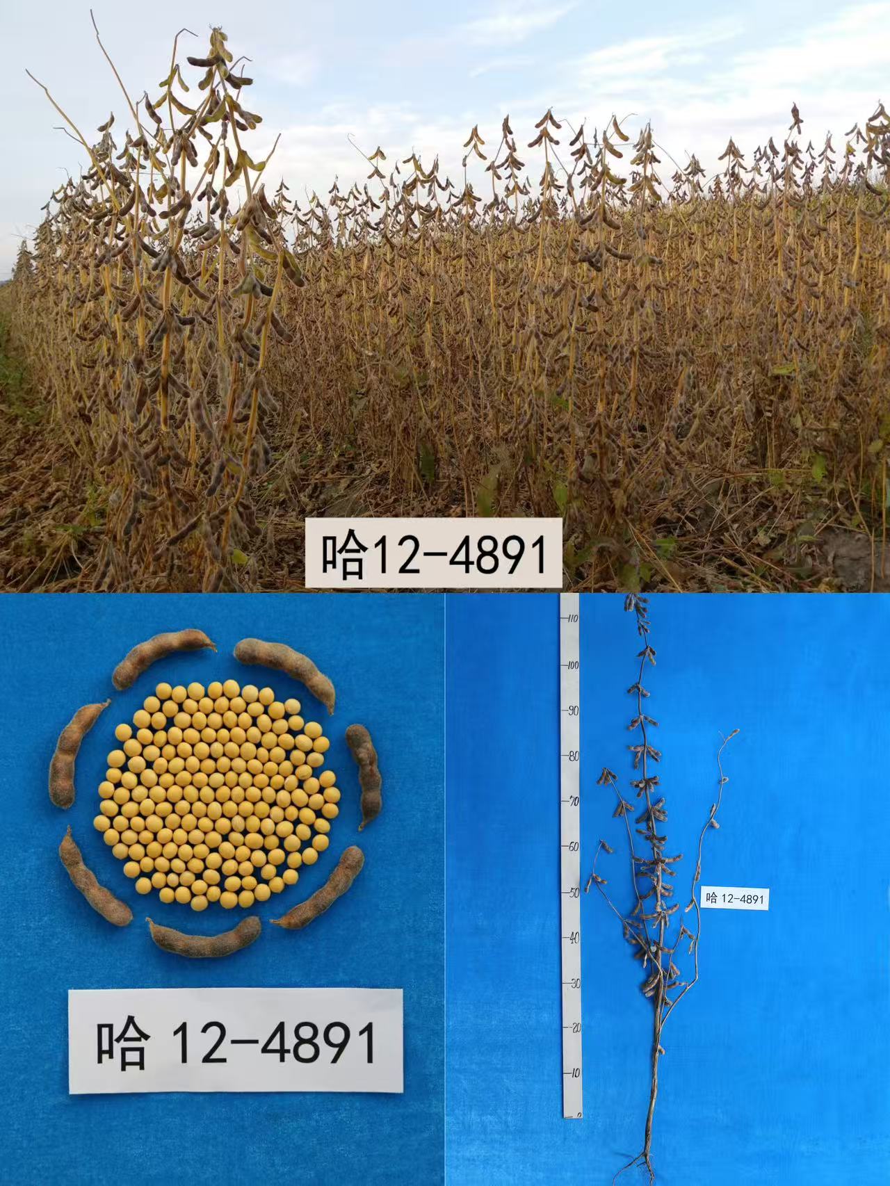 1748588830317029.jpg 黒农80.jpg