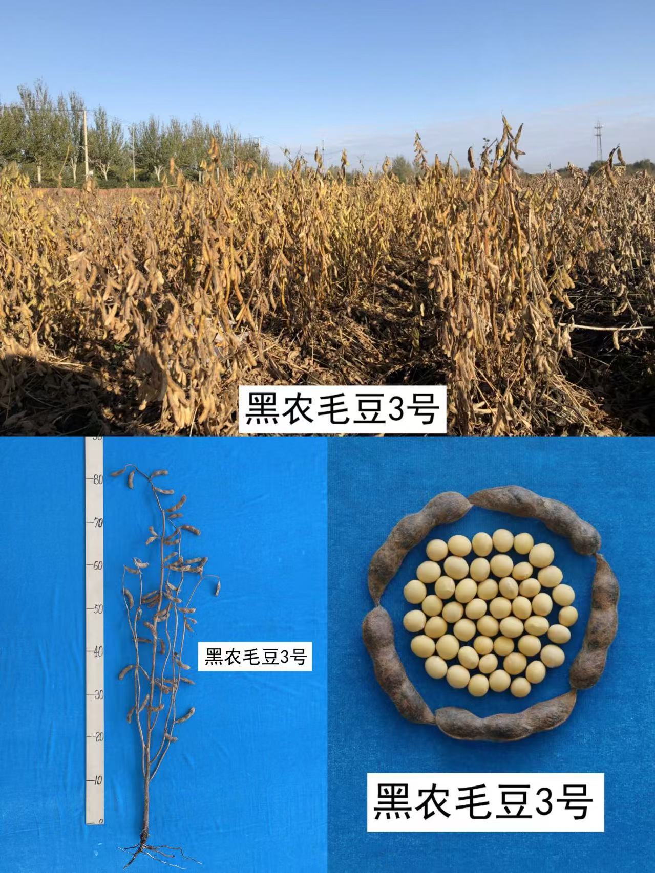 黑农毛豆3号.jpg