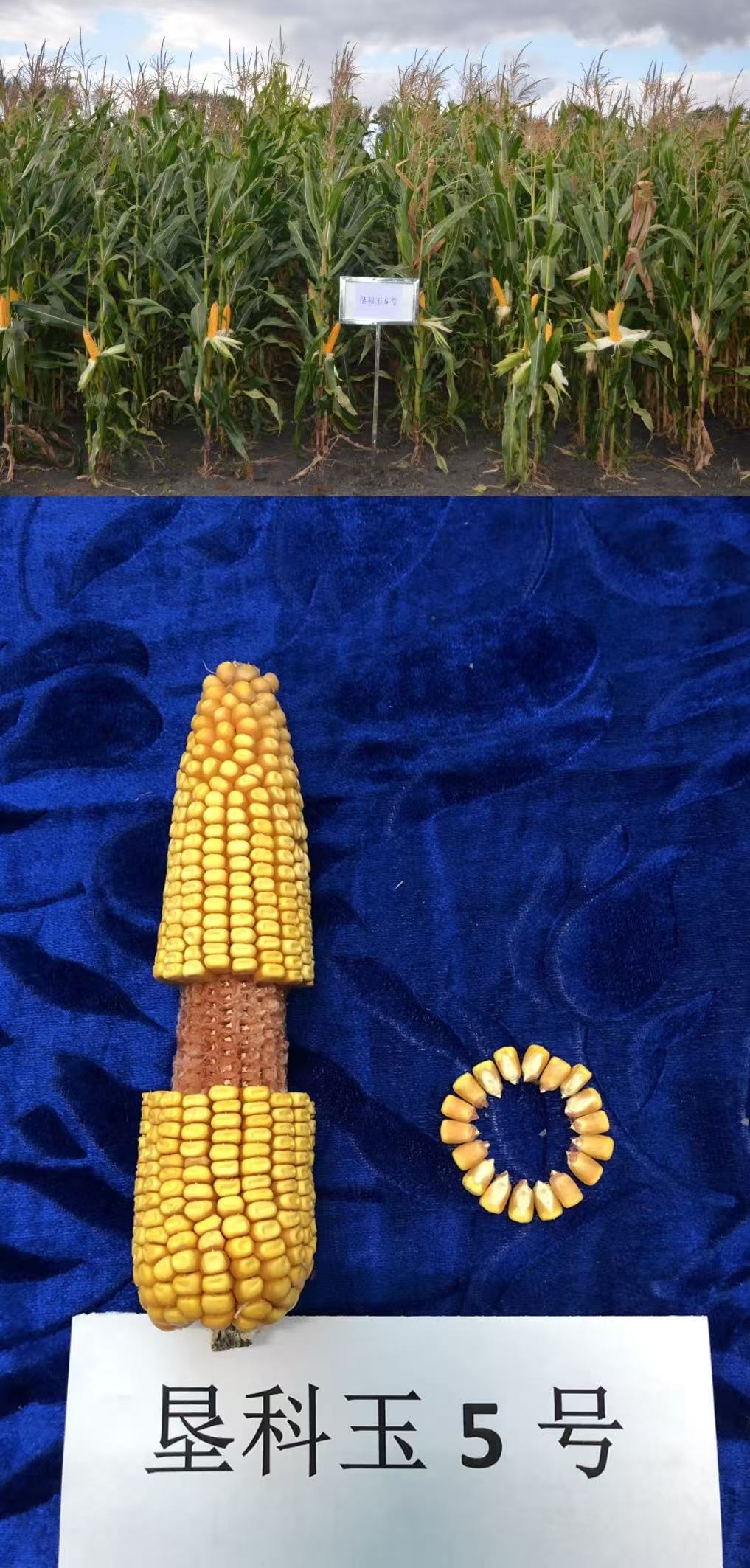 垦科玉5号.jpg