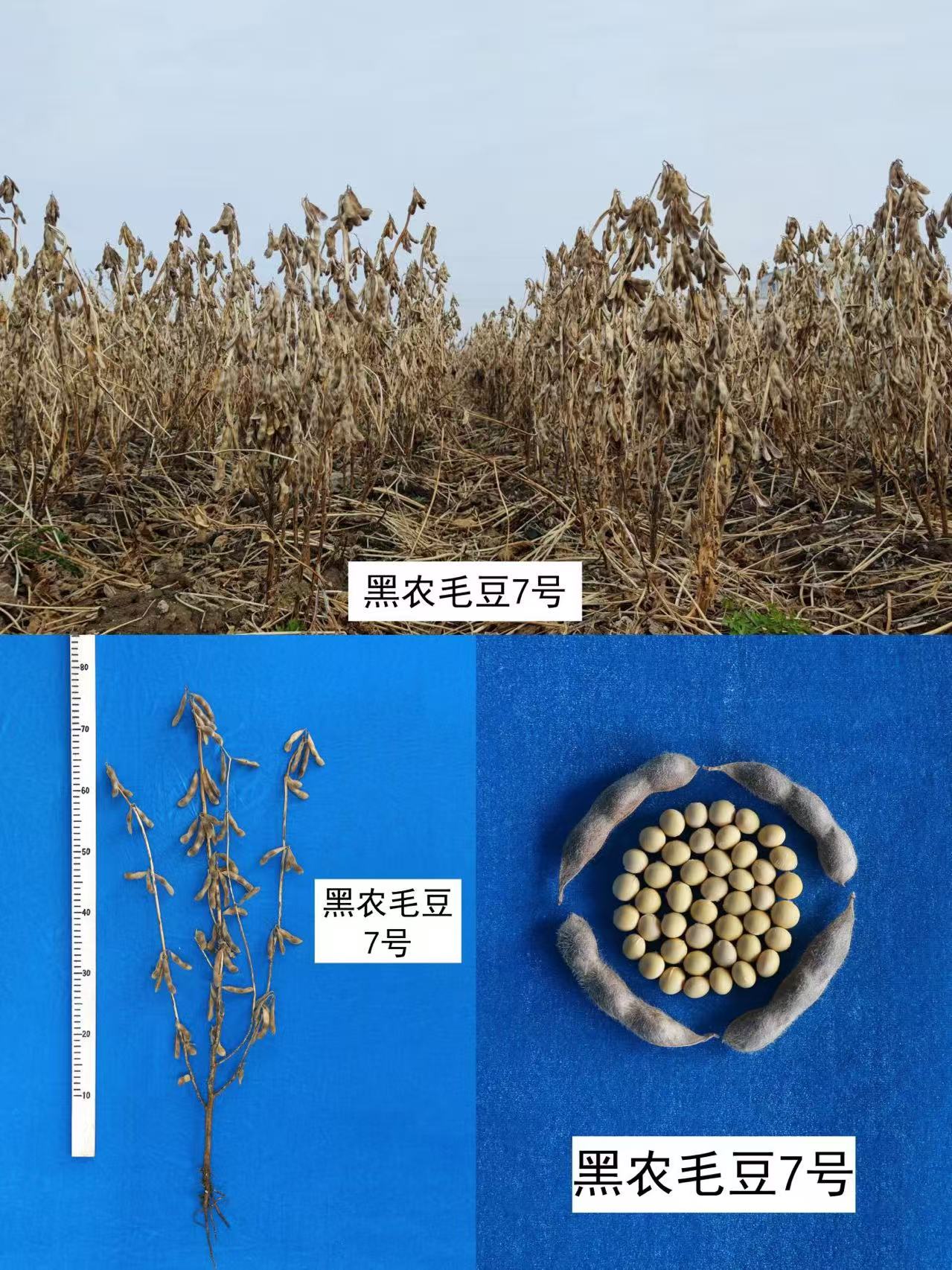黑农毛豆7号.jpg