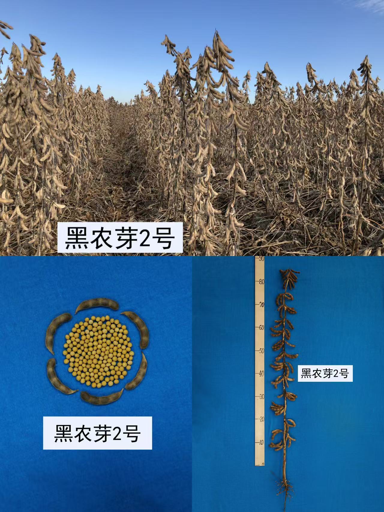 黑农芽2号.jpg