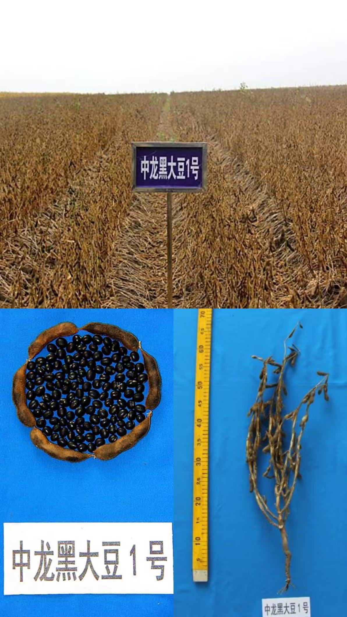 中龙黑大豆1号.jpg