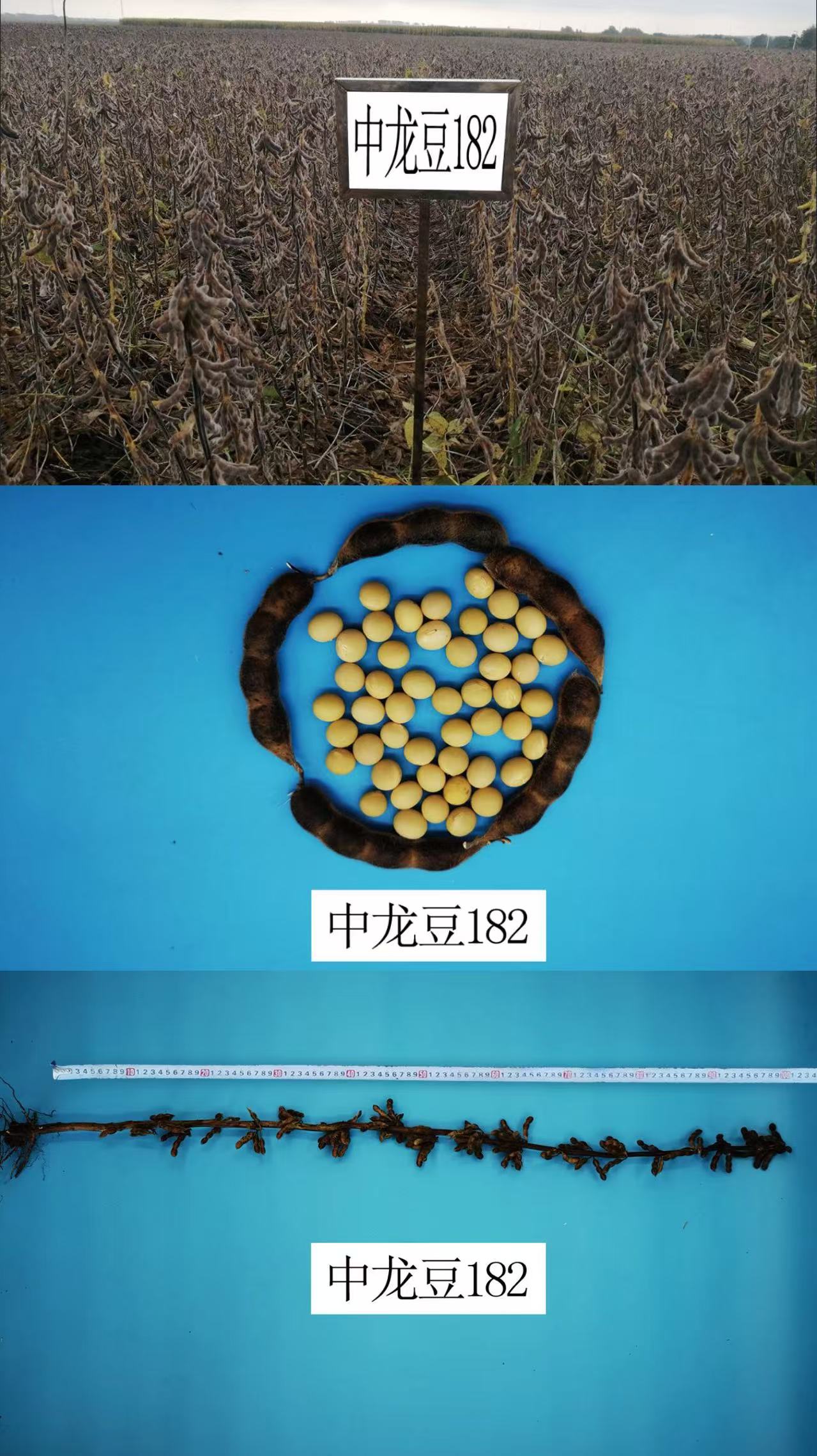 1749432465451193.jpg 182.jpg