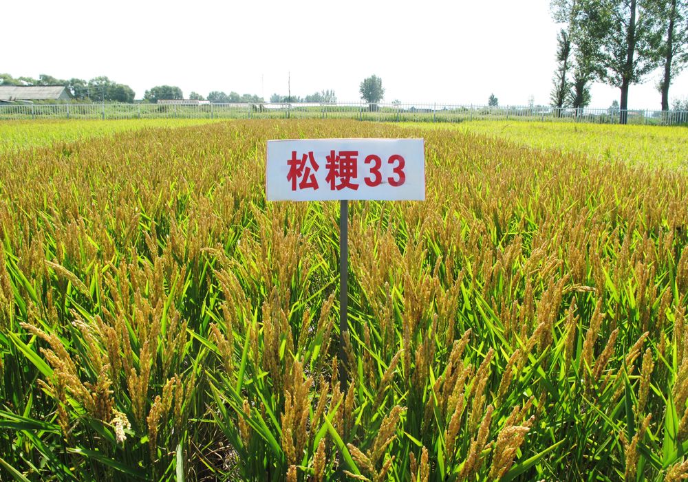 水稻品种-松粳33