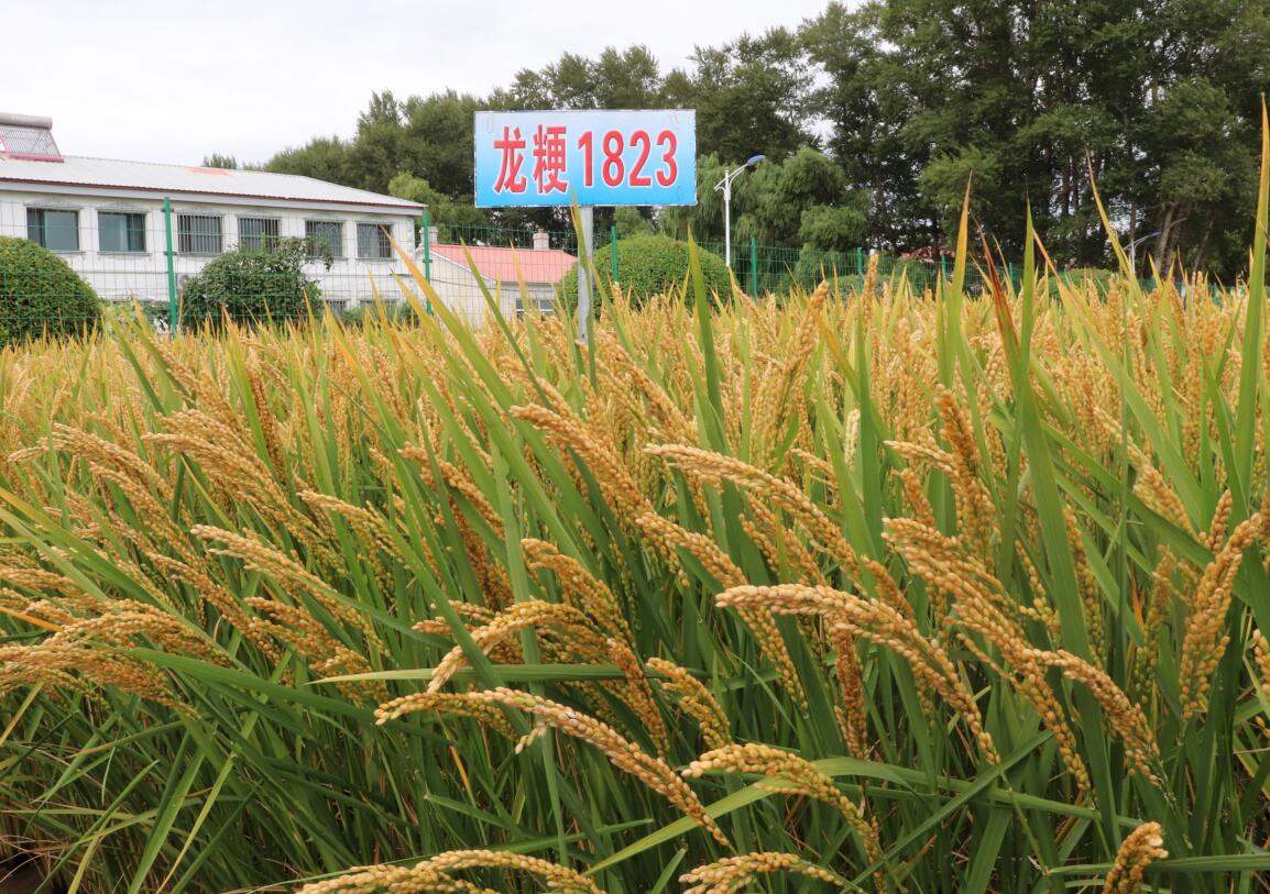 优质、抗逆、香型水稻新品种绥粳302 - 黑龙江省农业科学院绥化分院