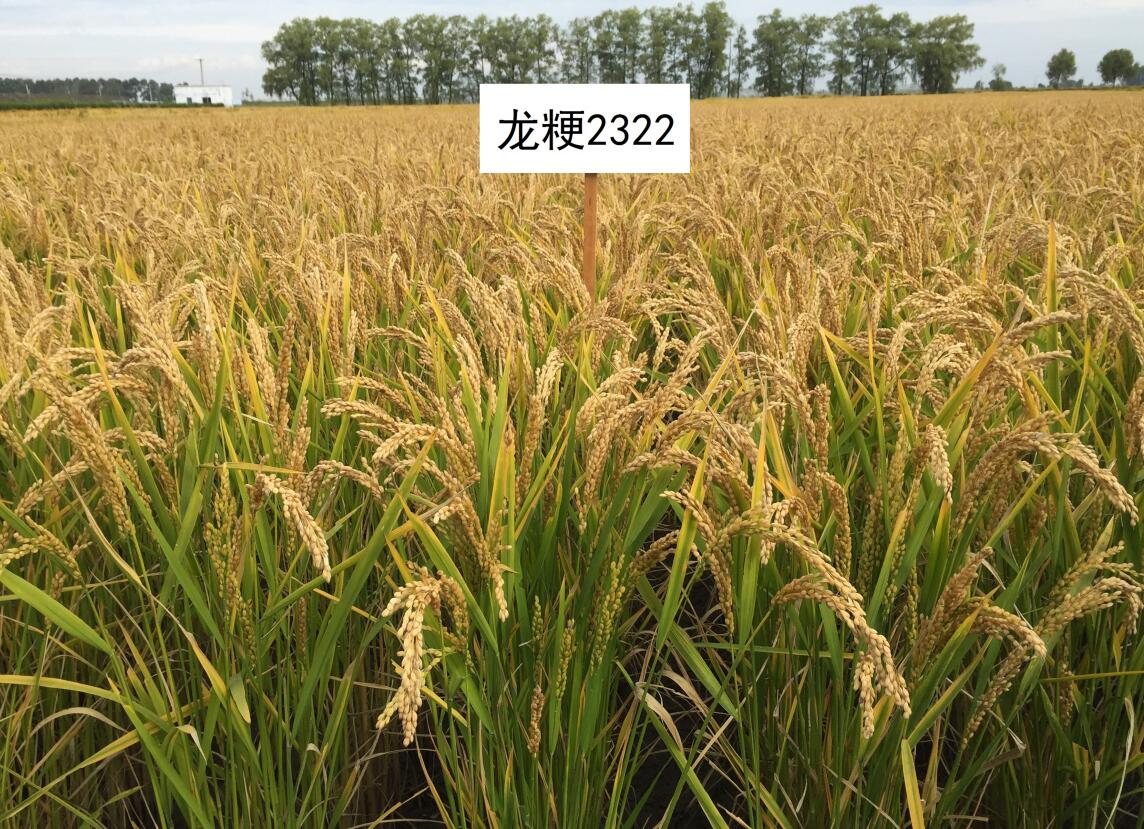 湖北日报报道：湖北“水稻家族”扩编 今年审定71个水稻新品种 平均增产幅度4.84%--湖北省农业农村厅