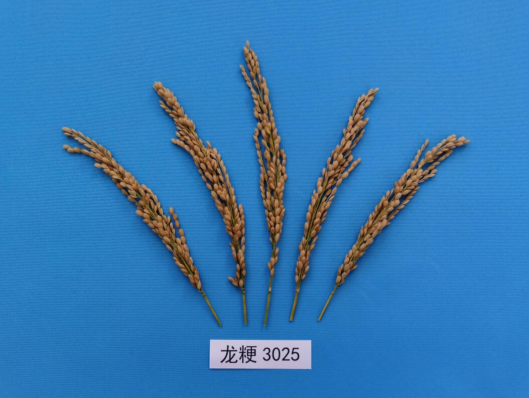 水稻品种_拟转化成果_成果转化_上海市农业科学院