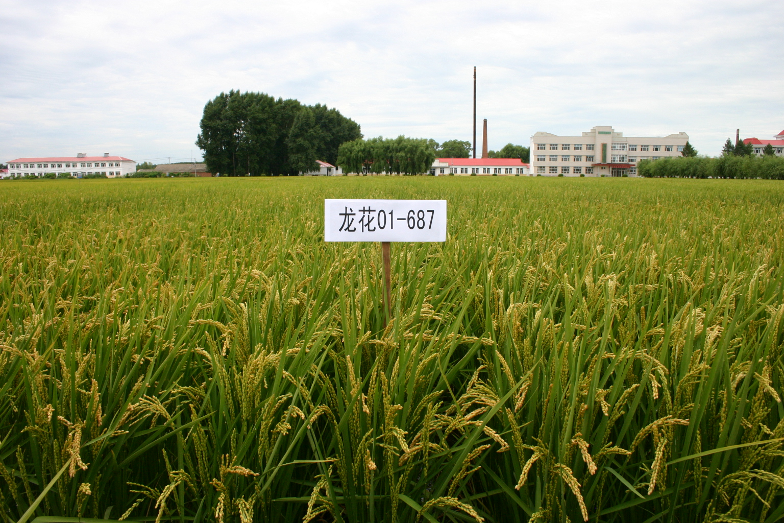 水稻优质高产第一步，选好品种，2022年各地水稻主导品种汇总_湖北粮协